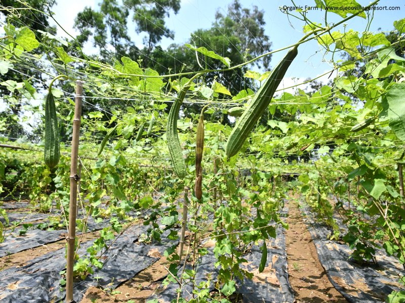 Organic Farm (Jhinge)