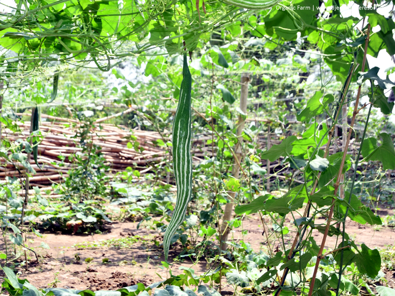 Organic Farm (Snake Gourd)